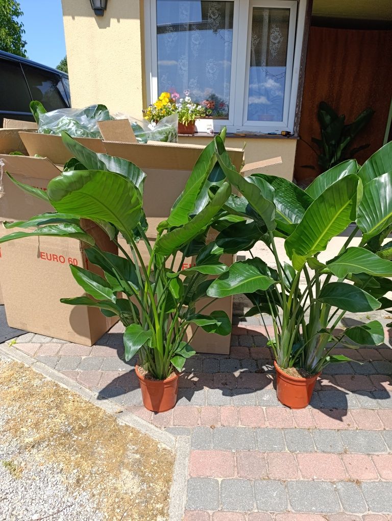 Strelicja Nicolai 120-150cm