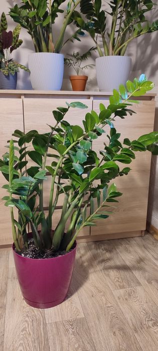 Zamiokulkas zamioculcas