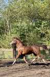 Ponad roczny mlody malowany ogier walach maly kon