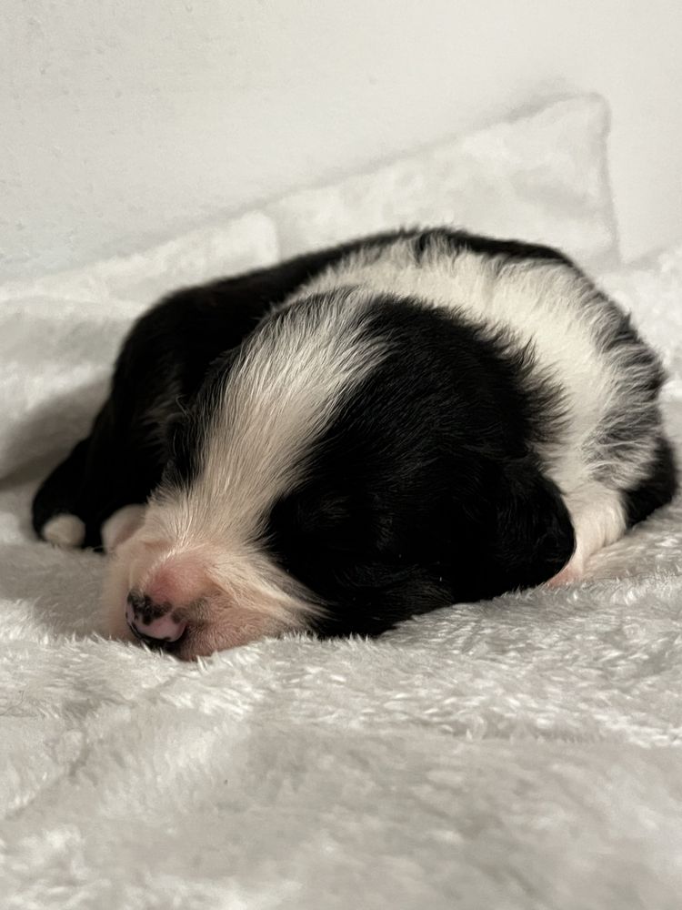 Piesek Border Collie