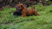 Emi suczka Shar Pei z rodowodem