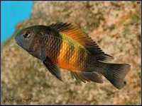 GB TANGANIKA tropheus bemba Tropheus sp. Bemba