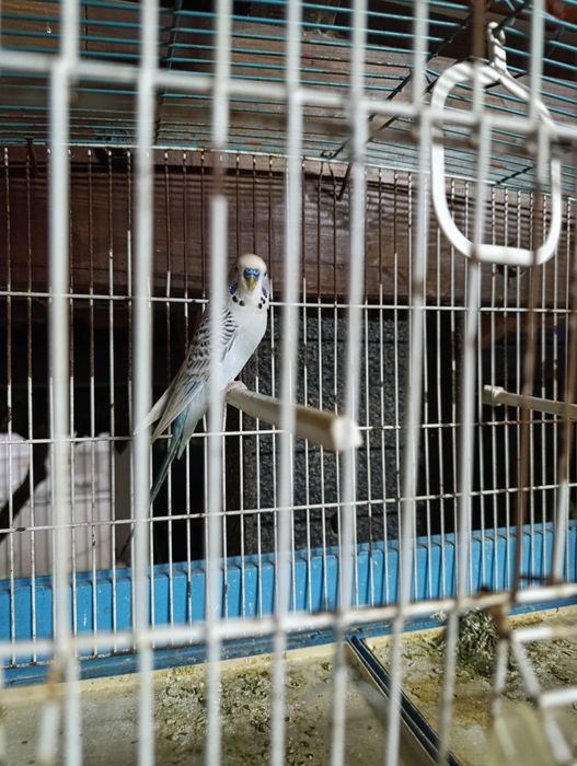 Casal de piriquitos