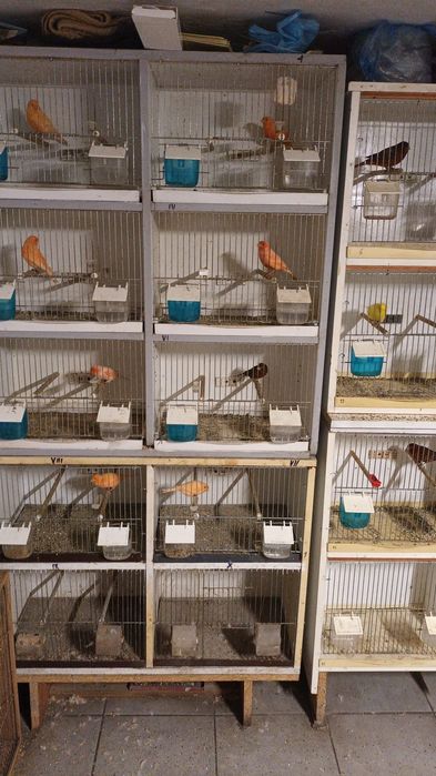 Kanarek czerwony 2025