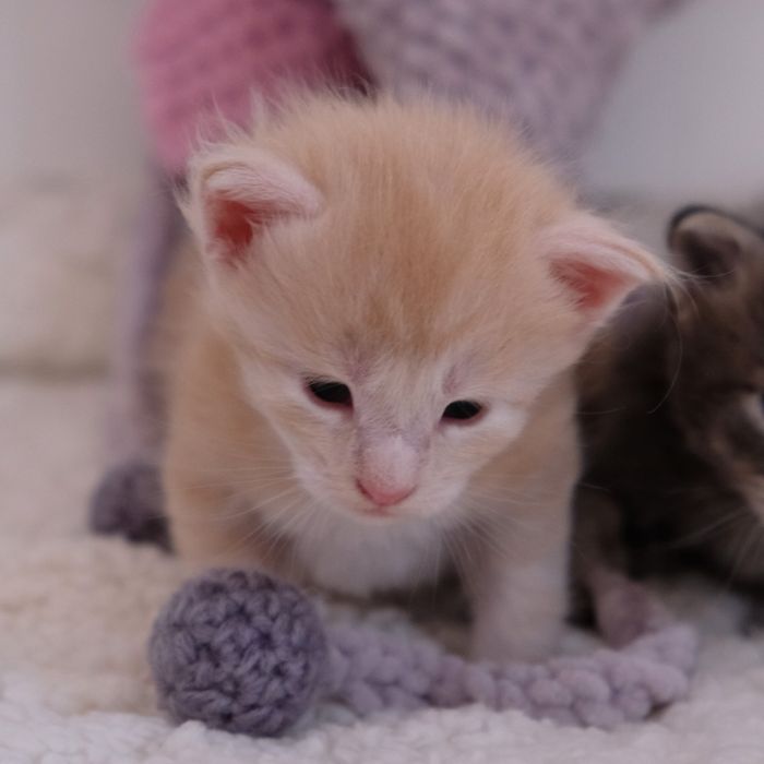 Maine coon kocur kremowy srebrzysty FPL