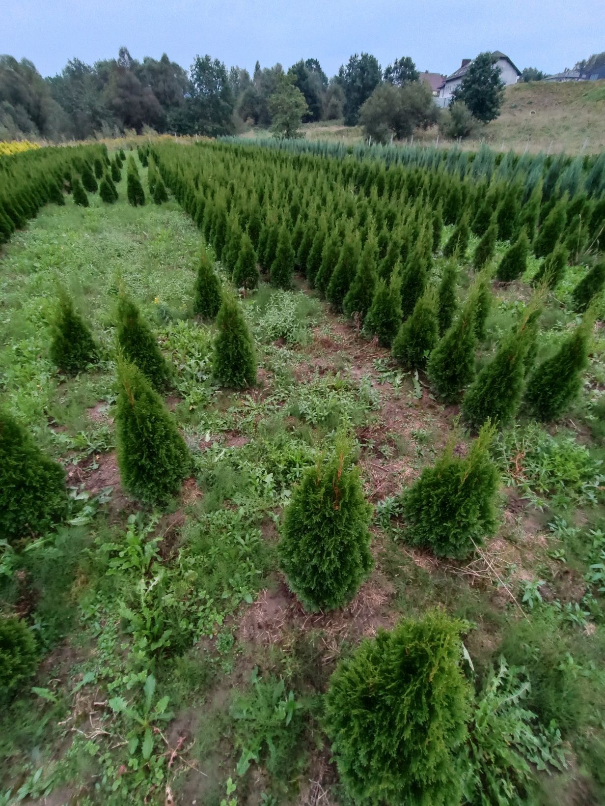 Tuja thuja tuje szmaragd 120 cm