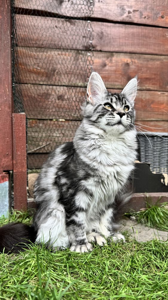 Kotka Maine Coon z lini Polodactyl