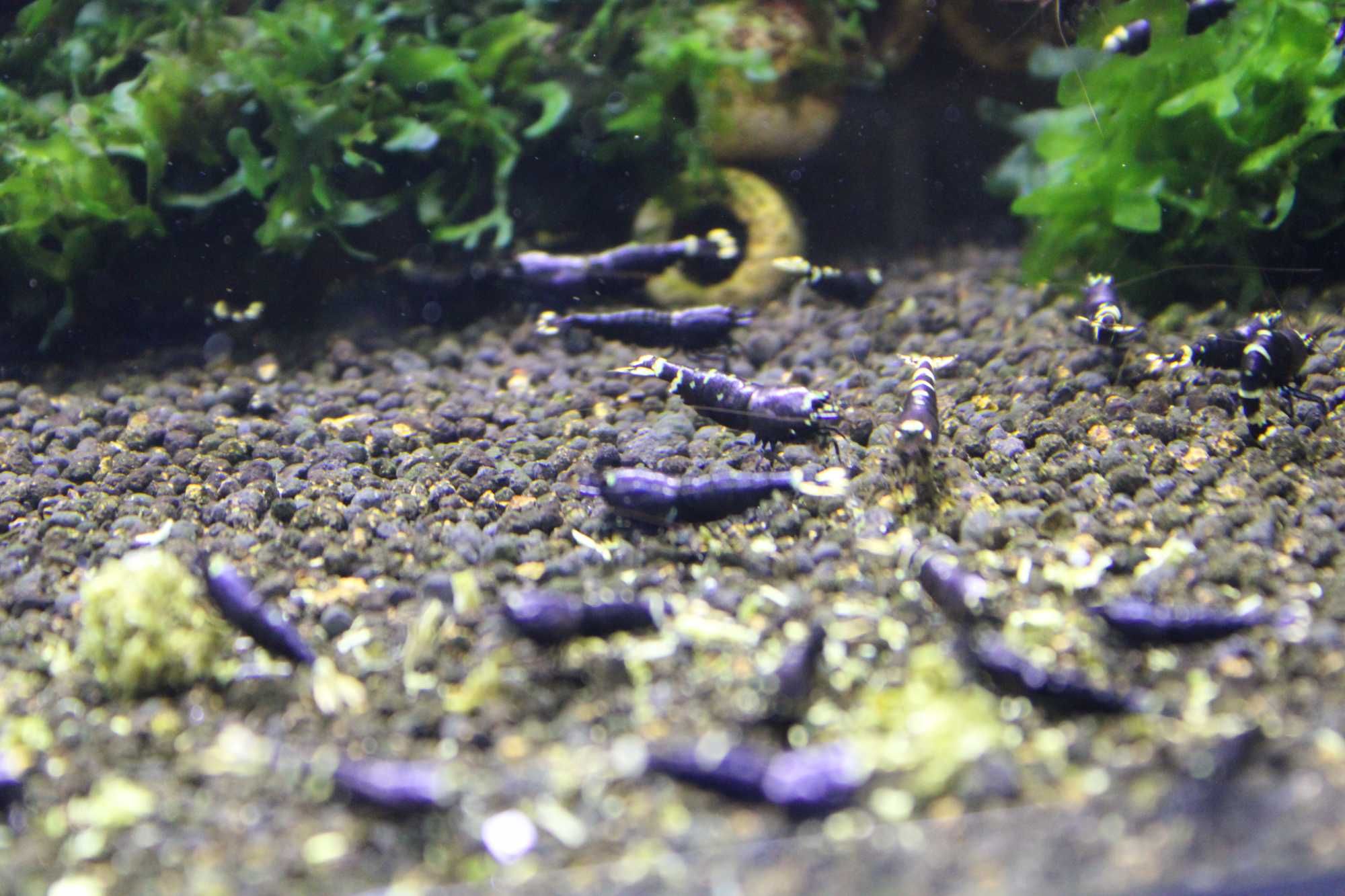 Krewetki Metalic Purple