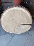 Plaster dęba,blat, krążek drewna 60