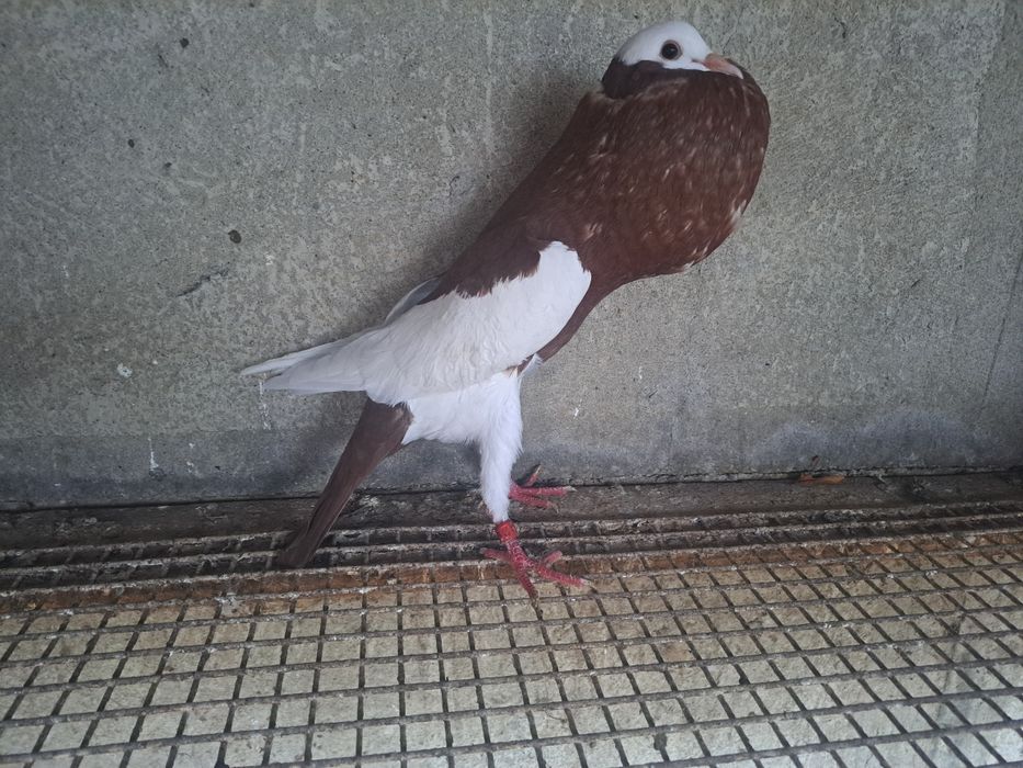 Garlacze siodlate niemieckie garlacz siodlaty czerwona samica