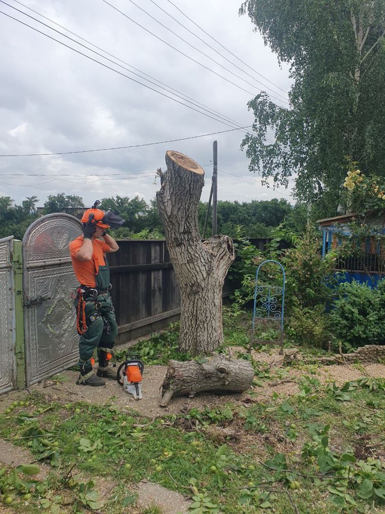 Спилення дерев будь якої складності. Обрізка. Чистка. Кронування