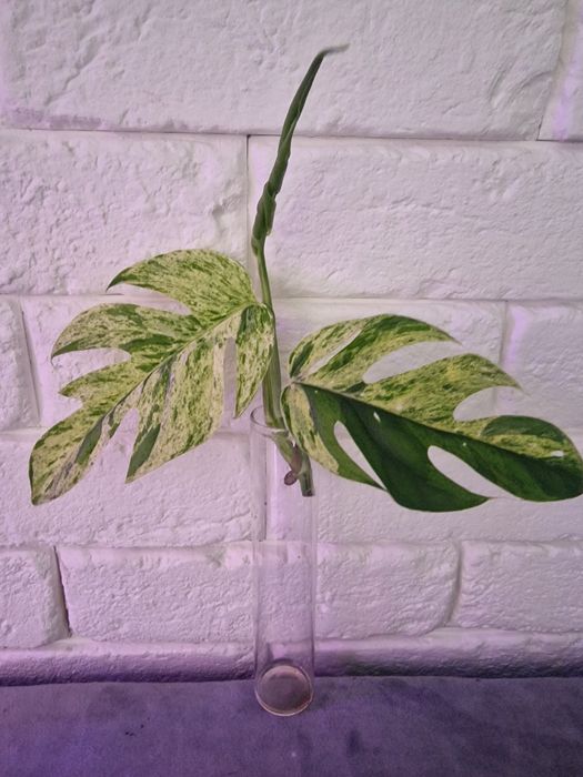 Epipremnum pinnatum marble