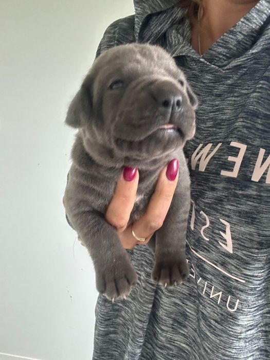 Niebieski Szczeniak Cane Corso szczeniaczek mocni rodzice, rodowód