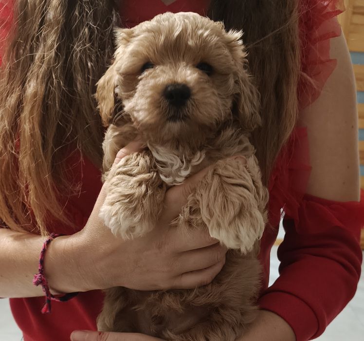Chłopiec Maltipoo