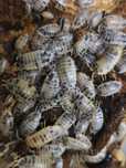 Porcellio laevis "krówki" 20 sztuk ekipa sprzątająca isopody