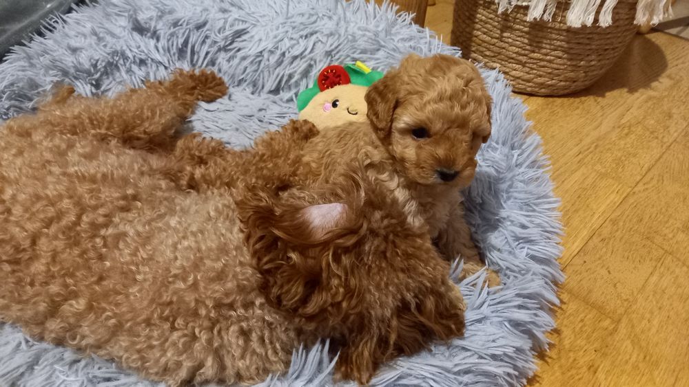 Śliczna suczka Pudel Toy Red