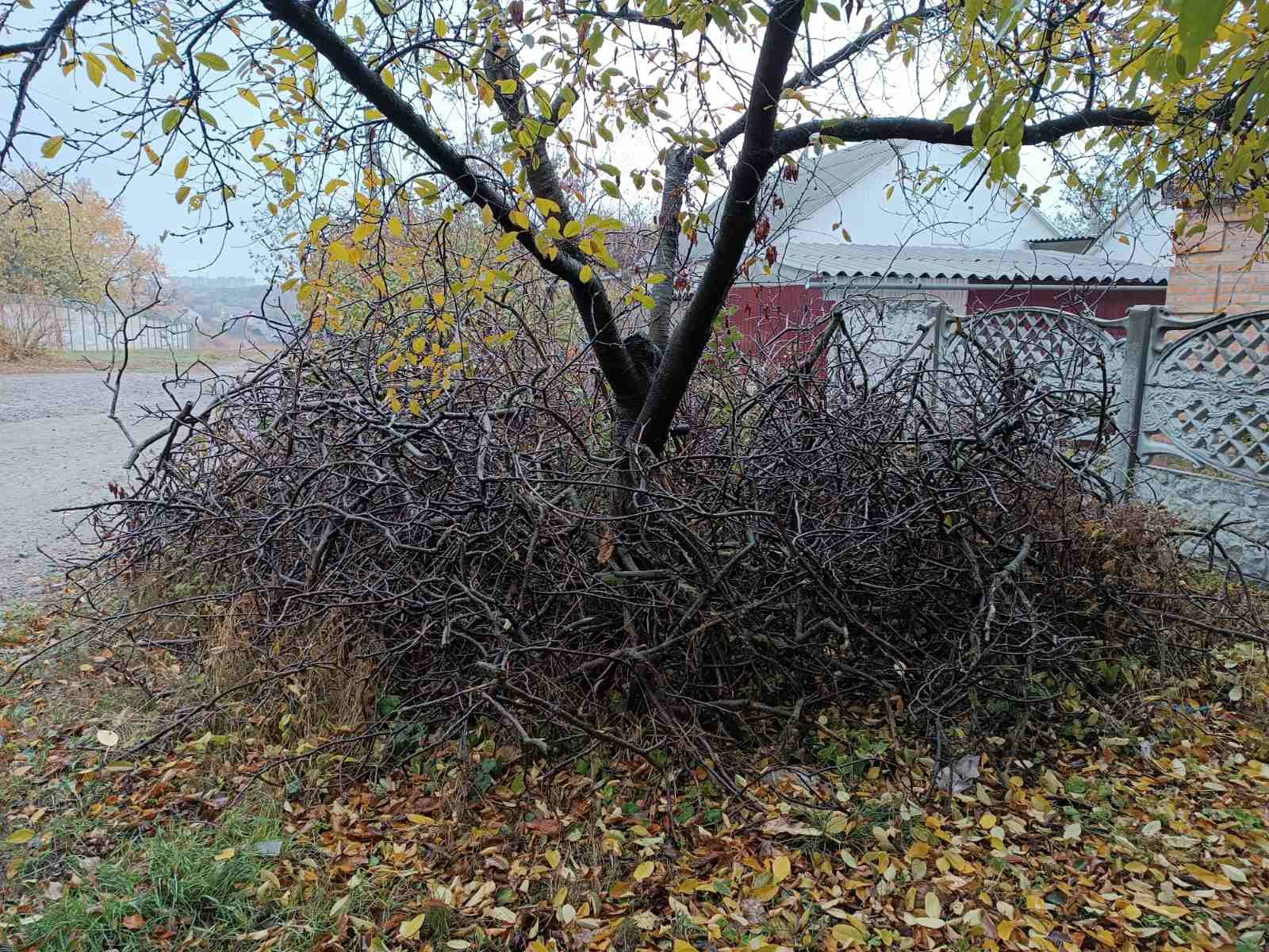 Дерево,гілки з дерева