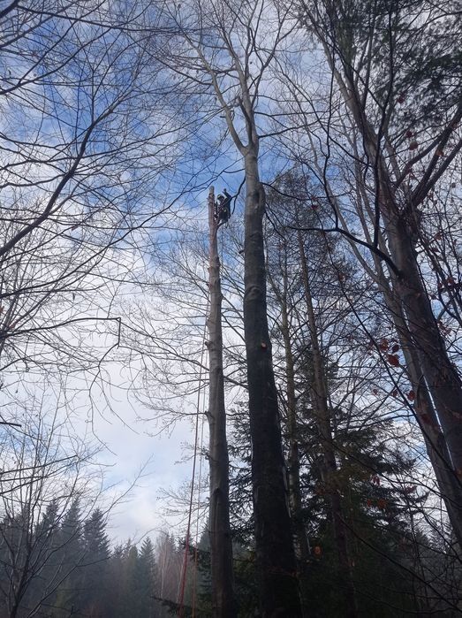 wycinka pielęgnacja drzew alpinistycznie regulacja tuii rębak
