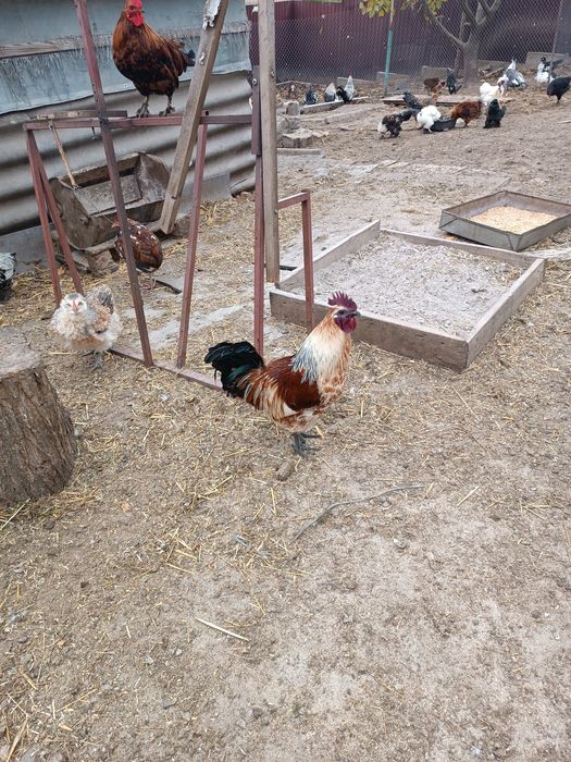 Продам породних півнів