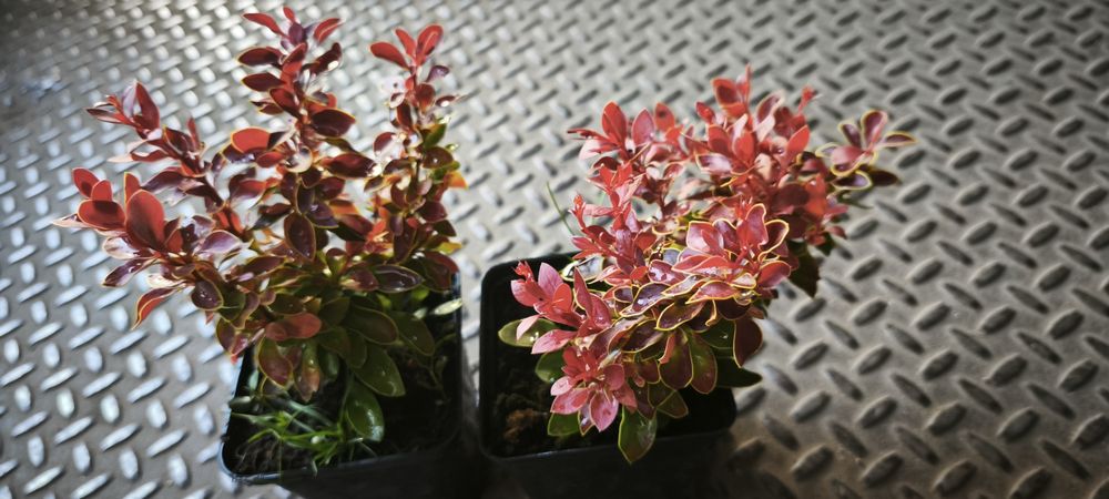 Барбарис Адмірейшн