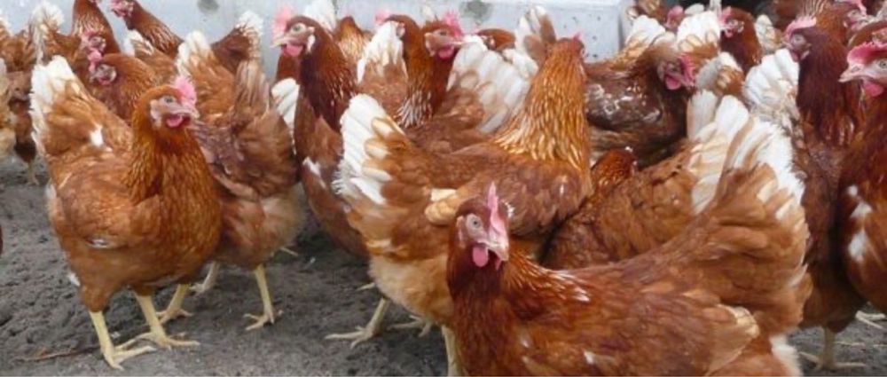 Кури несучки Ломан Браун !