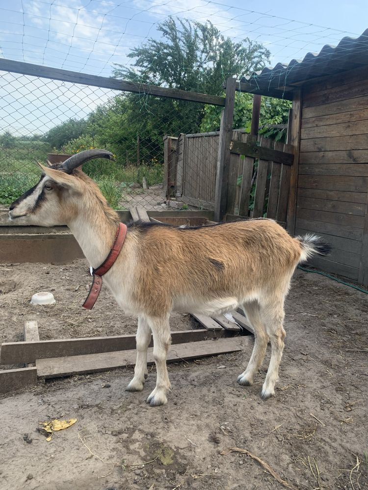 Віддам козу безкоштовно