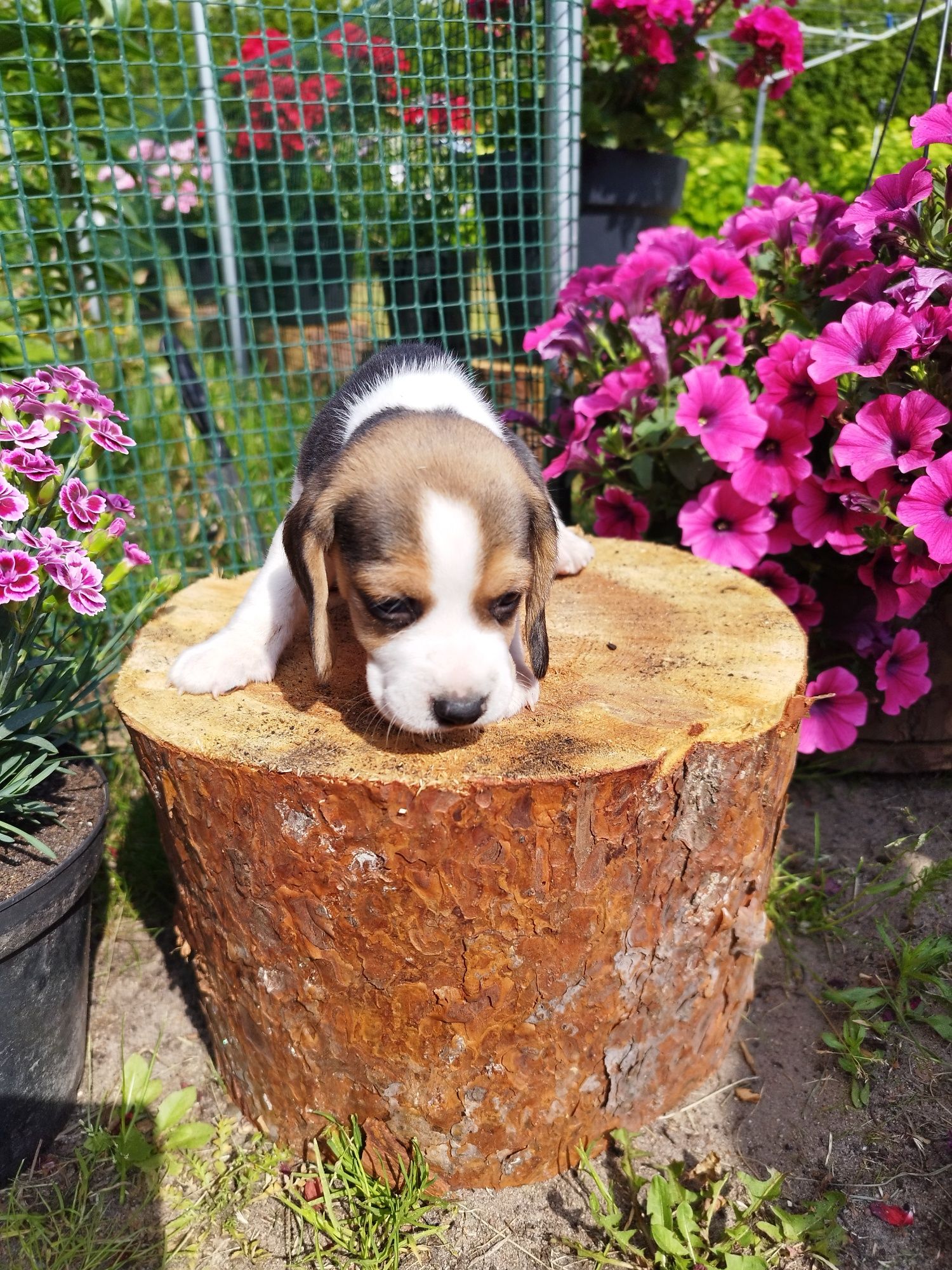 GOTOWY DO ODBIORU Piesek rasy Beagle po rodzicach z ustalonym profilem