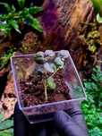 Peperomia antoniana - roślina do terrarium, paludarium