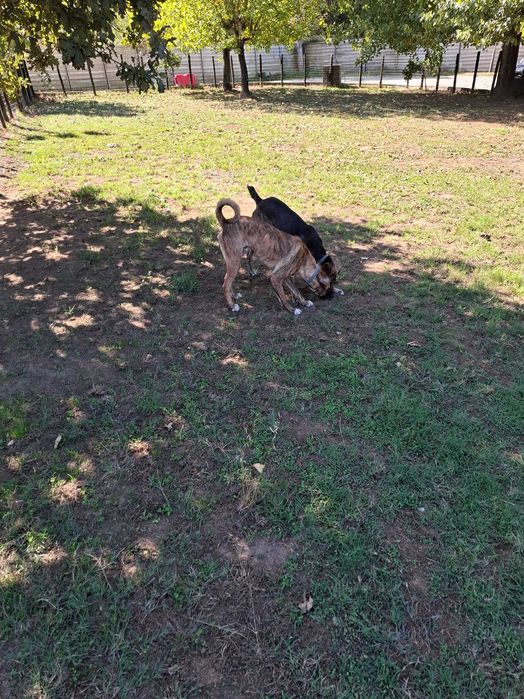 Cães  machos para adoção.Zona Matosinhos/Porto