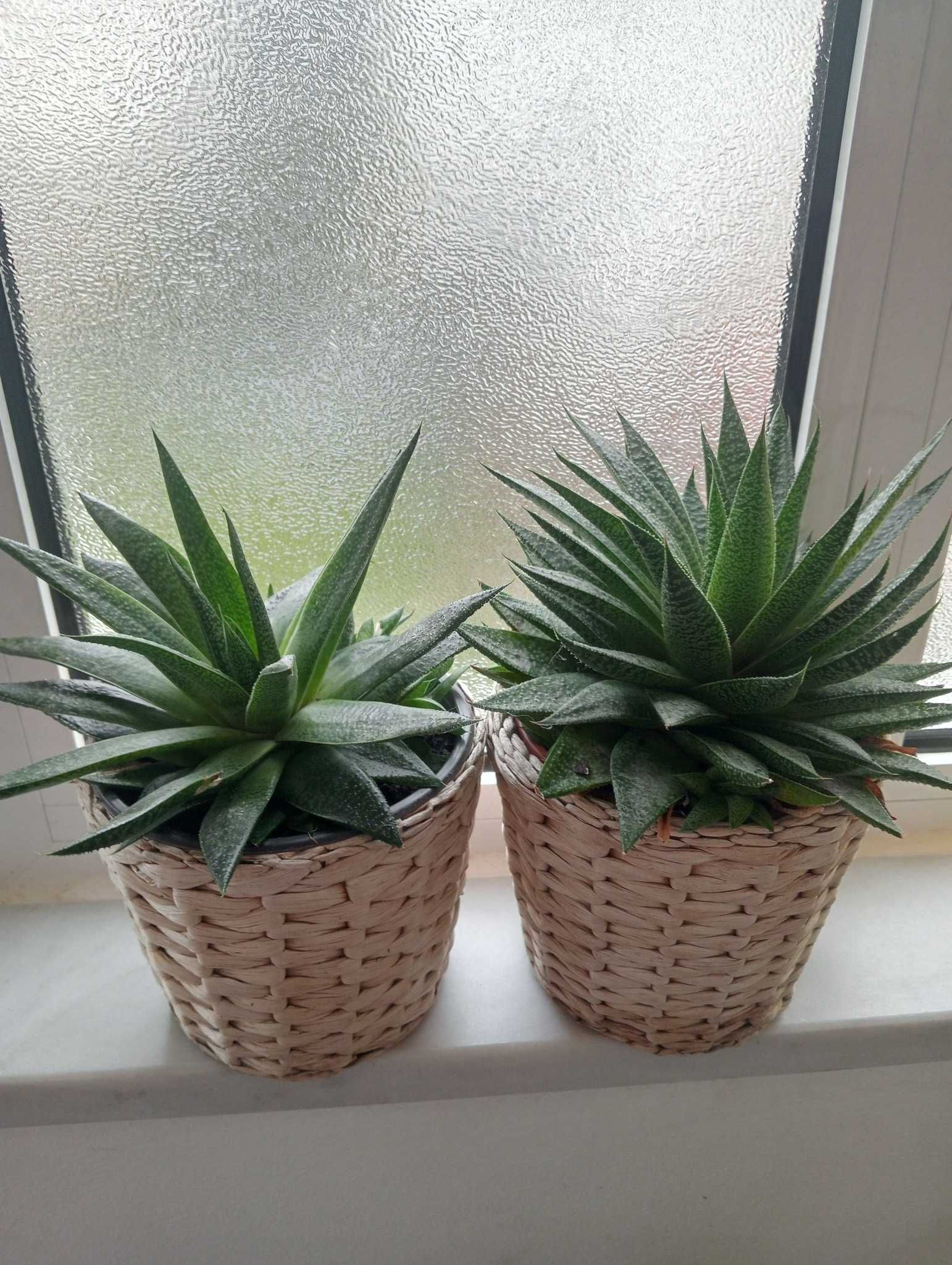 Planta suculenta