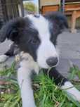 Pies Border Collie