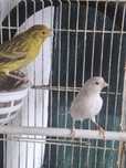 Varias aves disponíveis