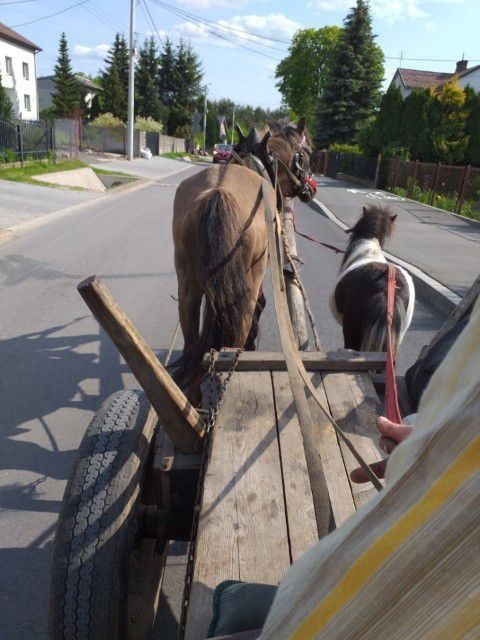 Kucyk ogier konie