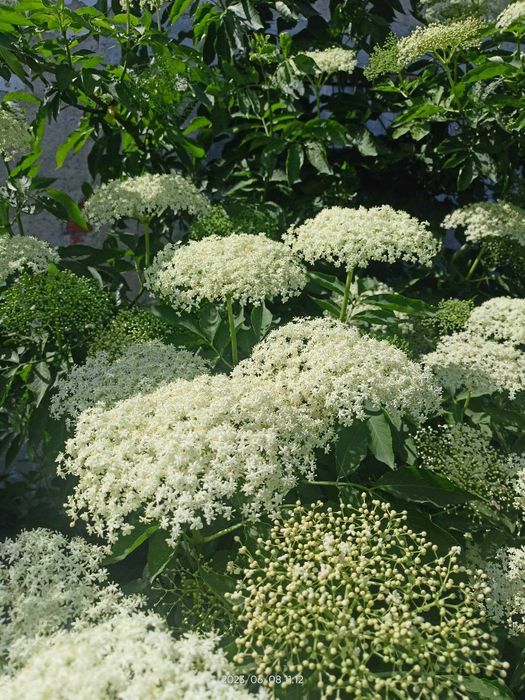 Syrop z kwiatów czarnego bzu