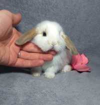 Карликовые мини кролики,міні кролик,баранчик,крольчата,кроленята