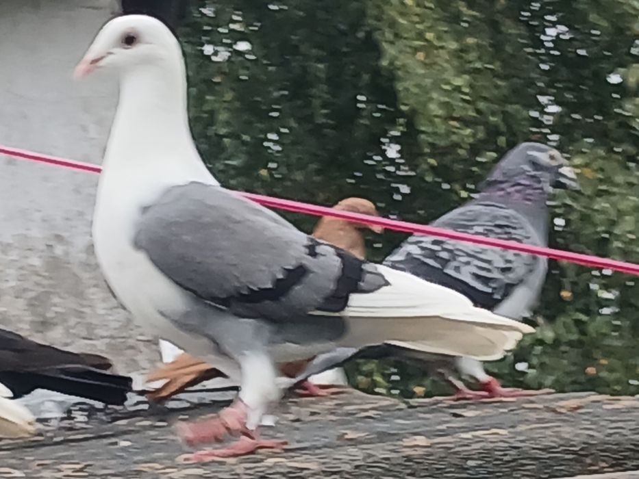 Śląski tarczowy samica