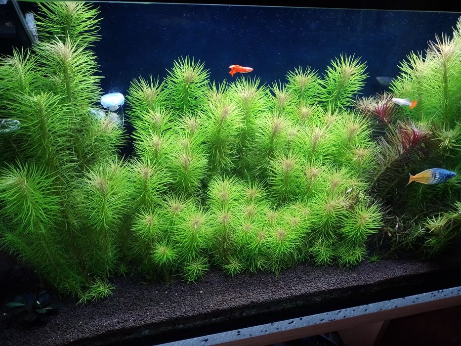 Pogostemon erectus roślina do akwarium