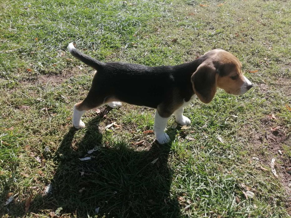 Beagle tricolor szczeniak