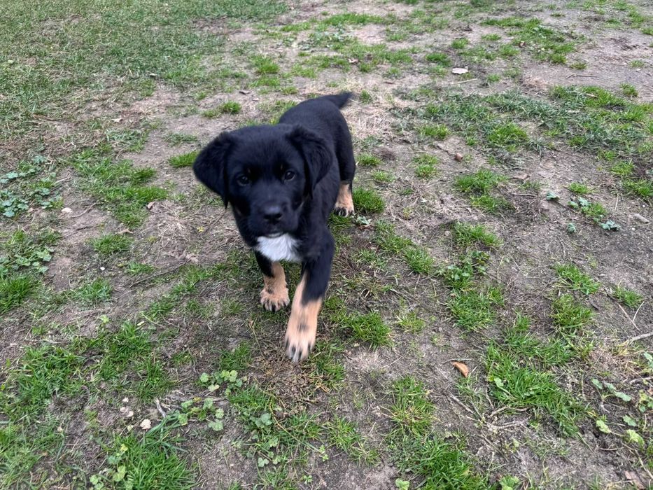 Szczeniak. Mieszaniec. Za darmo.