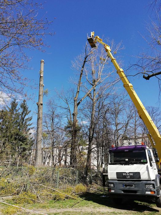 Wycinka drzew / Pielęgnacja drzew / Czyszczenie działek / Karczowanie
