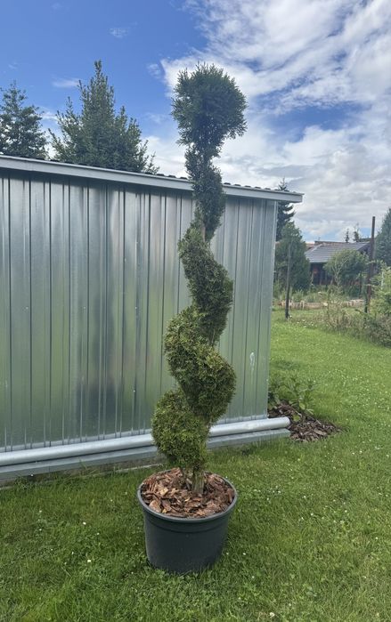 Tuja szmaragd Spirala Bonsai