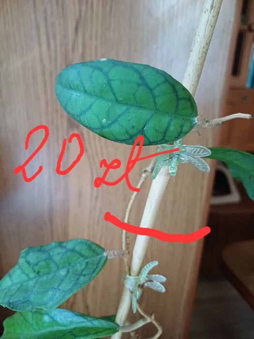 Hoja  cv nui hybryda