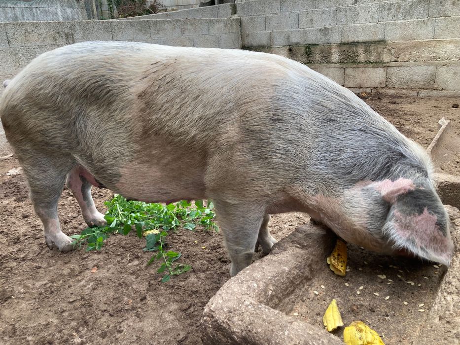 Porca bísara grande