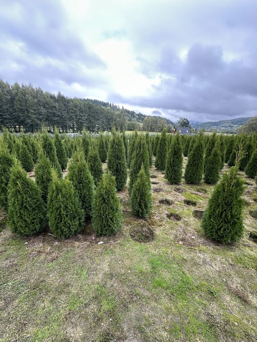 Tuja tuje szmaragdy SADZENIE transport PRODUCENT
