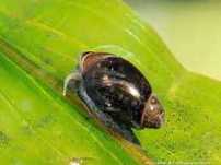 Caracóis Phisa acuta