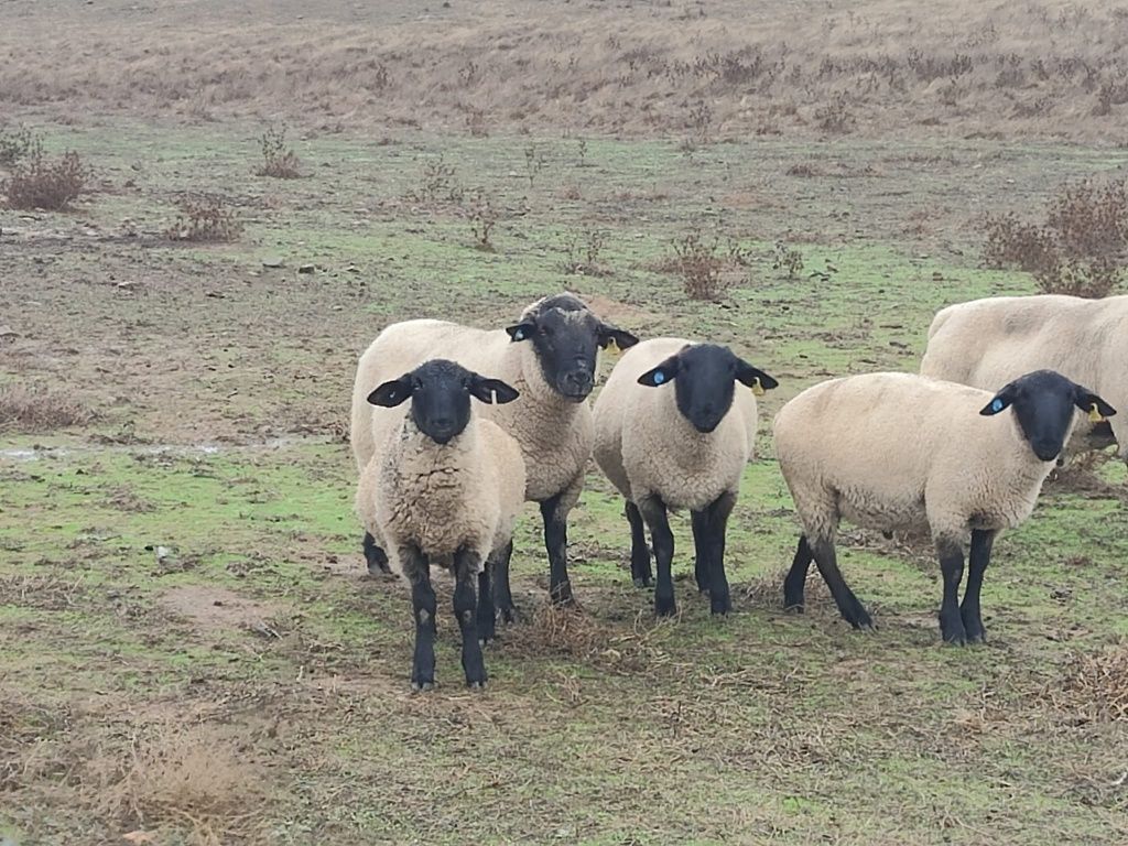 Macho Suffolk linha francesa, registado no Livro de Adultos
