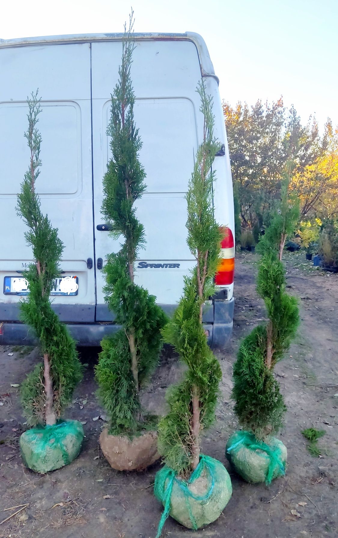 Thuja tuja szmaragd smaragd spirala