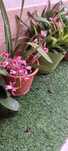 Plantas para venda