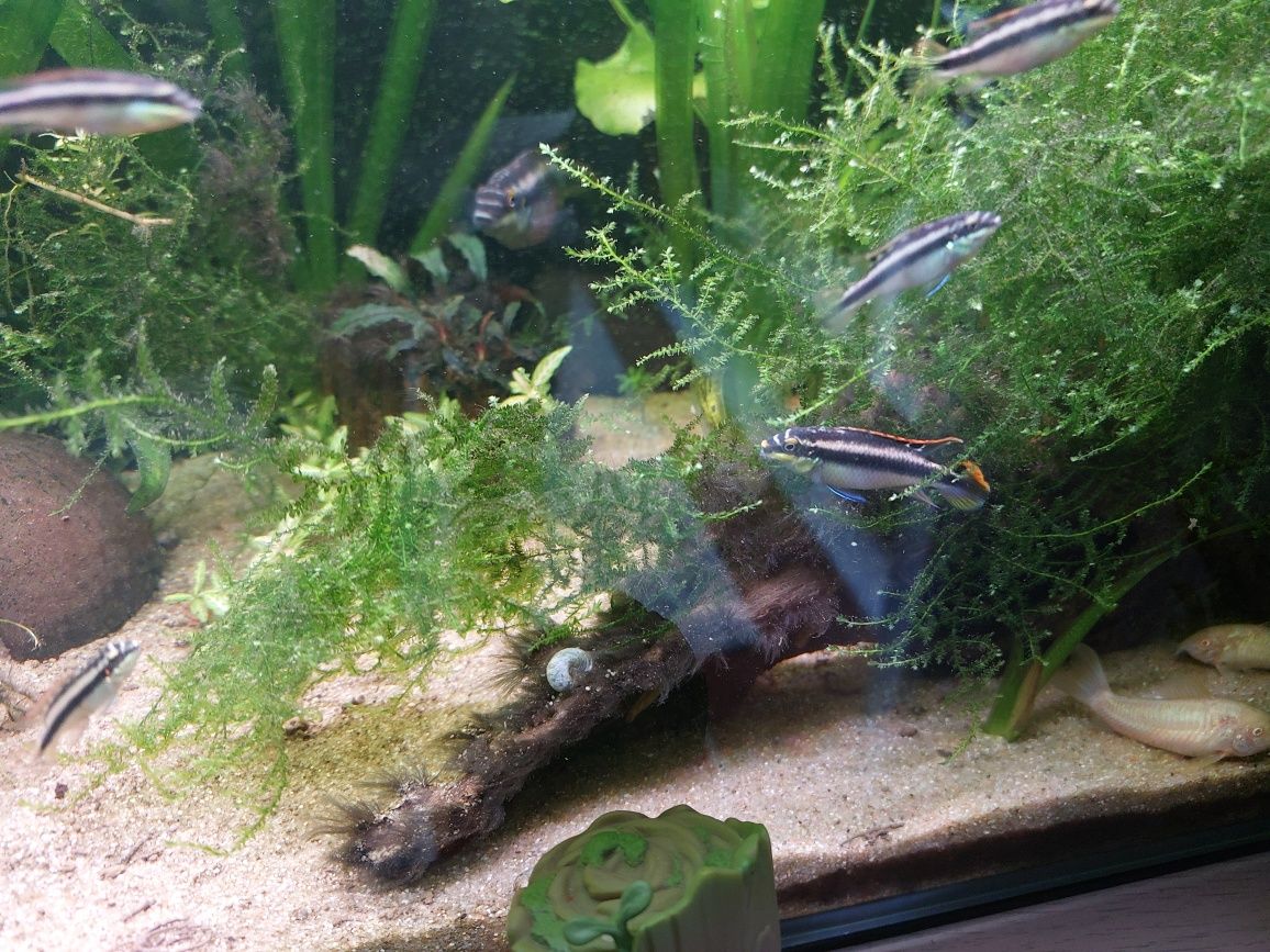 Ancistrus SP para venda