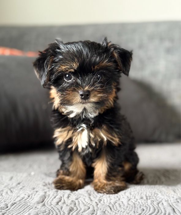 Śliczny malutki piesek Yorkshire Terrier